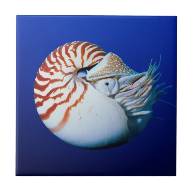Nahe Bildung von Chambered Nautilus Fliese (Vorderseite)