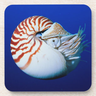 Nahe Bildung von Chambered Nautilus Getränkeuntersetzer