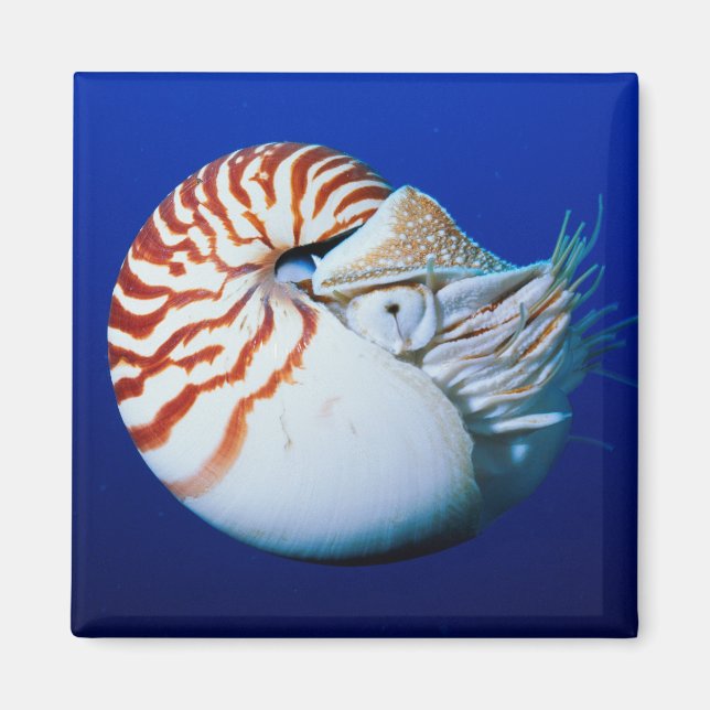 Nahe Bildung von Chambered Nautilus Magnet (Vorne)