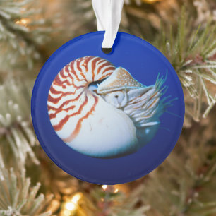 Nahe Bildung von Chambered Nautilus Ornament