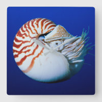 Nahe Bildung von Chambered Nautilus