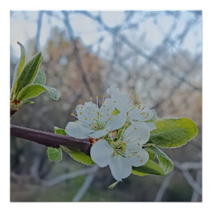 Nahe Blüten der Weißkirsche im Frühjahr Poster