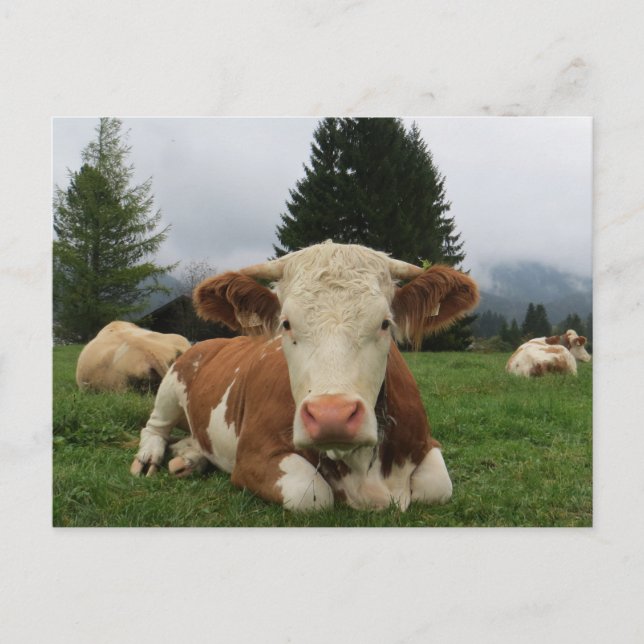 Nahe, braune und weiße Kuh Postkarte (Vorderseite)