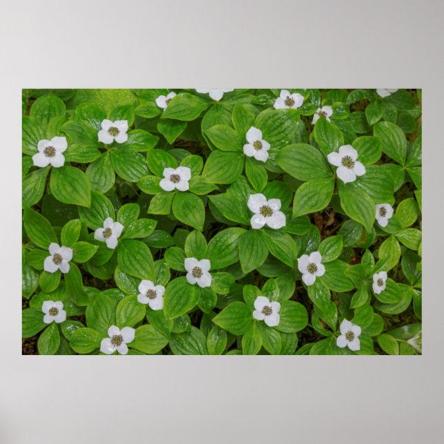 Nahe Brombeere mit weißen Blume Poster (Vorne)