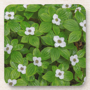 Nahe Brombeere mit weißen Blume Untersetzer