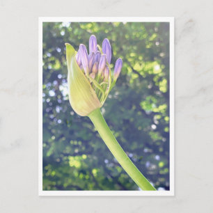 Nähe der Nil-Lilie-Blume Postkarte