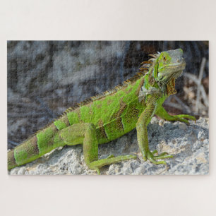 Nahe Einführung von Leguana in Key West Florida