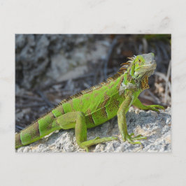 Nahe Einführung von Leguana in Key West Florida Postkarte