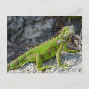 Nahe Einführung von Leguana in Key West Florida Postkarte