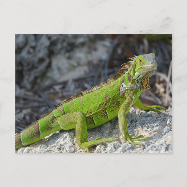 Nahe Einführung von Leguana in Key West Florida Postkarte (Vorderseite)
