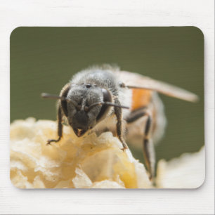 Nahe Entstehung einer Biene in einem Bienenstock Mousepad