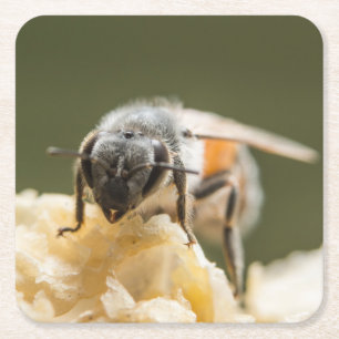 Nahe Entstehung einer Biene in einem Bienenstock Rechteckiger Pappuntersetzer