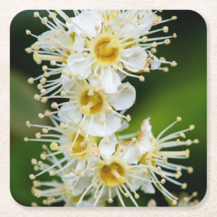 Nahe Erfassung winziger Blume Rechteckiger Pappuntersetzer