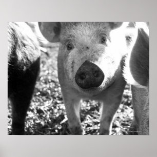 Nahe Ferkelbildung Poster