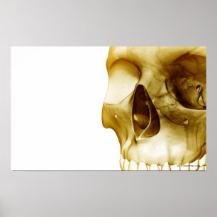 Nahe frontale Sicht des Gehirns im Schädel Poster