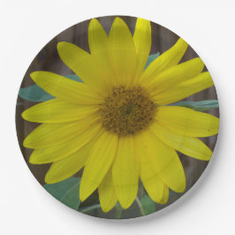 Nahe gelbe Sonnenblume auf Pappteller