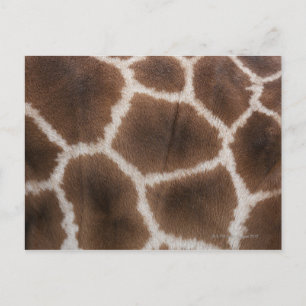 Nahe Giraffen Skin Postkarte