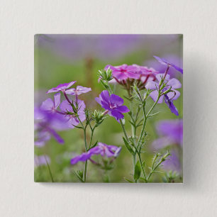 Nahe Gründung von Drummond Phlox, Phlox drummondi Button