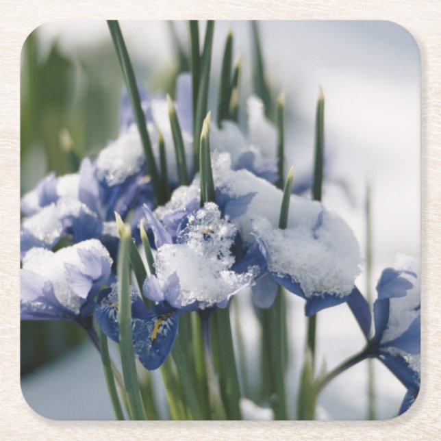 Nahe Gründung von Iris Rechteckiger Pappuntersetzer (Vorderseite)
