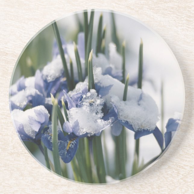 Nahe Gründung von Iris Untersetzer (Vorne)