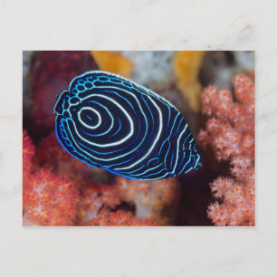 Nahe Gründung von Kaiser Angelfish Postkarte