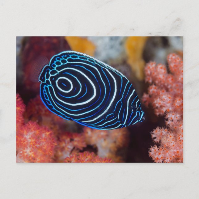 Nahe Gründung von Kaiser Angelfish Postkarte (Vorderseite)