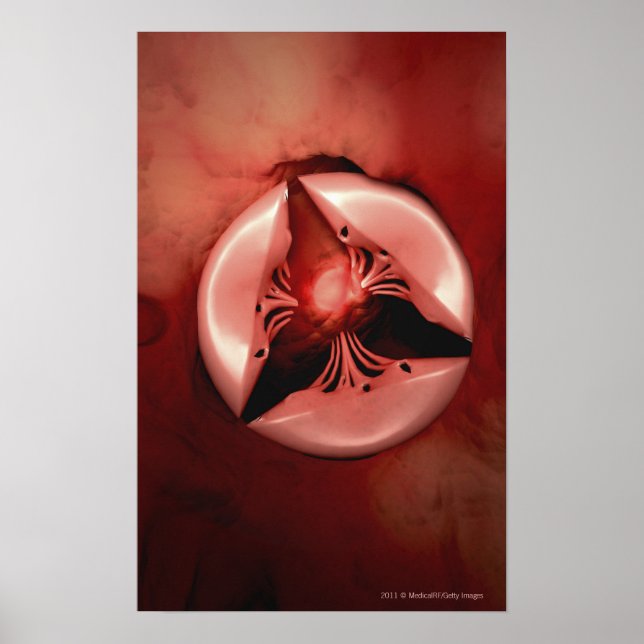 Nahe Hoch-Sicht auf das Trikuspid-Ventil im Herzen Poster (Vorne)