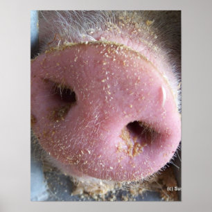 Nahe hohe Fotografie der rosa Schweinnase Poster