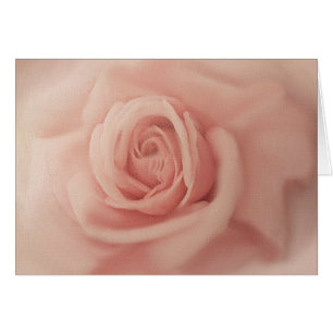 Nahe hohe rosa Rosen-Karten