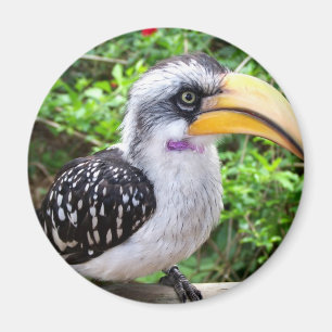 Nahe hohe schauende Kamera des Hornbillvogels Magnet