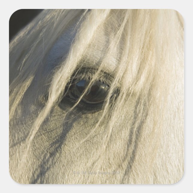 Nahe Horseaugenaufnahme Quadratischer Aufkleber (Vorderseite)