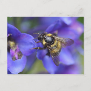Nahe Hummeln Postkarte