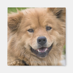 Nahe Hunde mit Chow Mix im Freien. Magnet