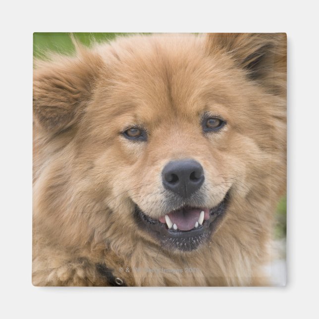Nahe Hunde mit Chow Mix im Freien. Magnet (Vorne)