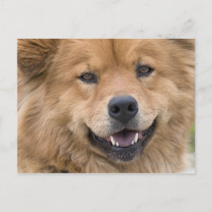 Nahe Hunde mit Chow Mix im Freien. Postkarte