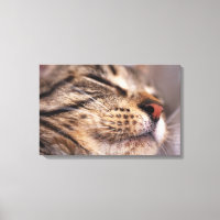 Nahe Katzenflüster und Maulesel