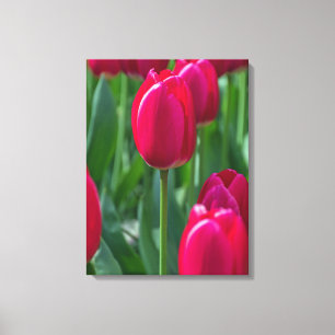 Nahe Leinwand mit rosa Tulpe