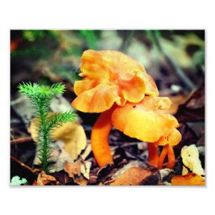 Nahe Orangenpilze bis 8x10 Fotodruck