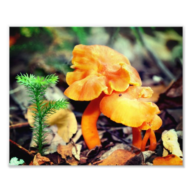 Nahe Orangenpilze bis 8x10 Fotodruck (Vorne)