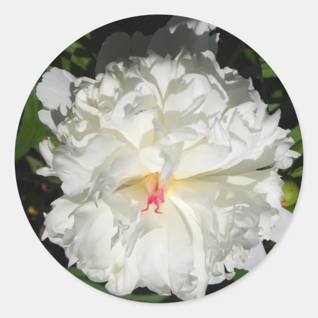 nahe Päonia lactiflora Runder Aufkleber (Vorderseite)