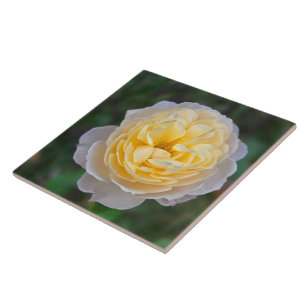 Nahe Pastete Gelbe Rosa Rose Fliese