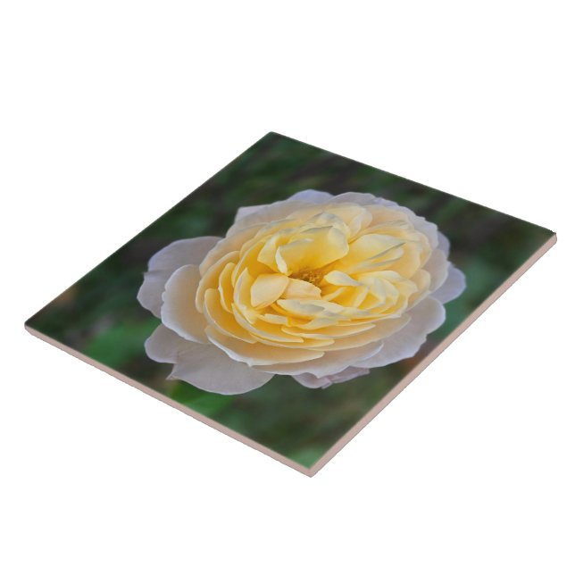 Nahe Pastete Gelbe Rosa Rose Fliese (Seite)
