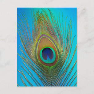 Nahe Pfauenfeder Postkarte