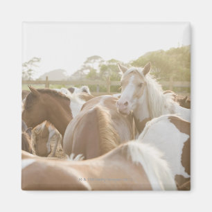 Nahe Pferdeherde Magnet