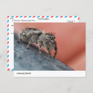 Nahe Postkarte für den Springen der Spinne