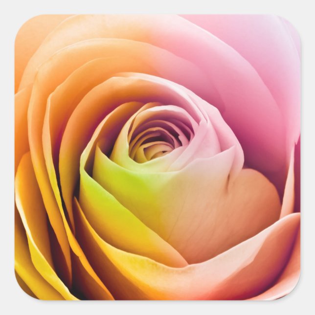 Nahe Rose Petals Quadratischer Aufkleber (Vorderseite)