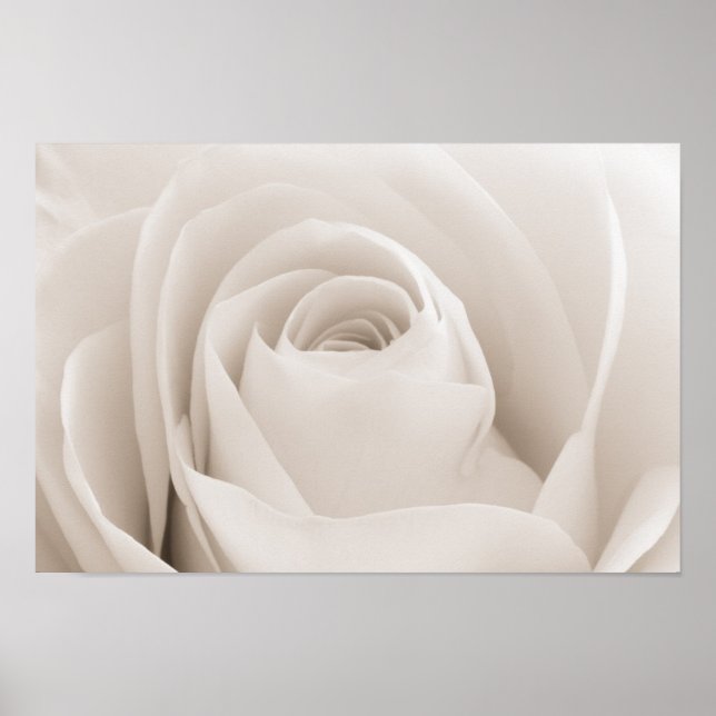 Nahe Rosenblätter Poster (Vorne)