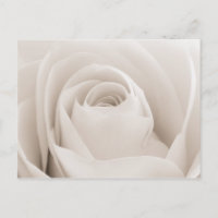 Nahe Rosenblätter