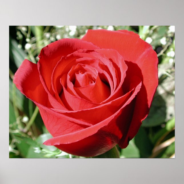 Nahe rote Rose Poster (Vorne)