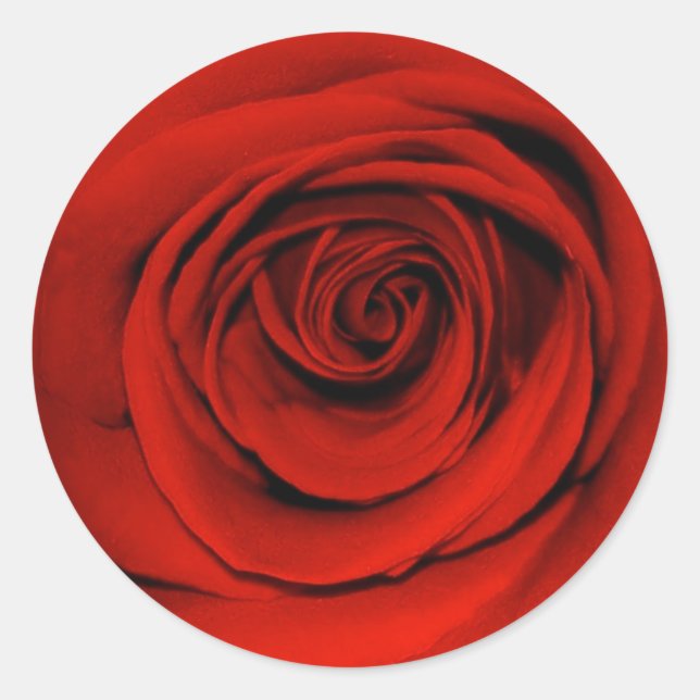 Nahe rote Rose Runder Aufkleber (Vorderseite)